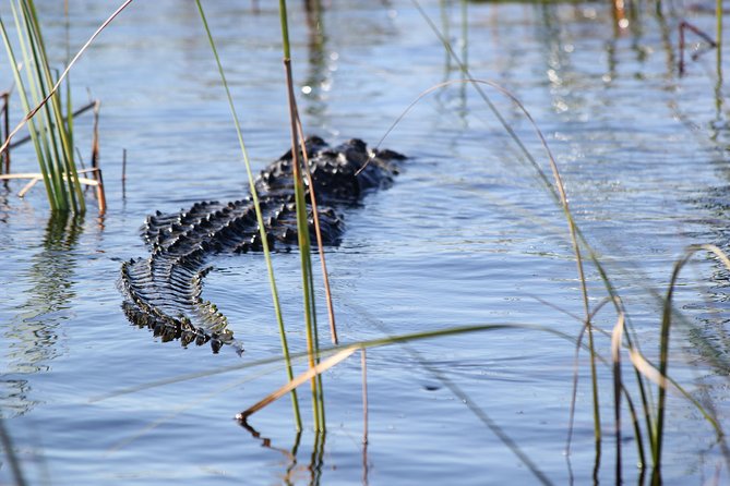 Private 4-hour Tour of Everglades from Miami Dade - Hassle-Free Hotel Pickup and Drop-Off in Miami