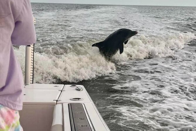 Private 4 HR Eco Tour, Shelling and Fishing, Marco Island FL - Wildlife Sightings: Dolphins, Birds, Alligators, and Manatees