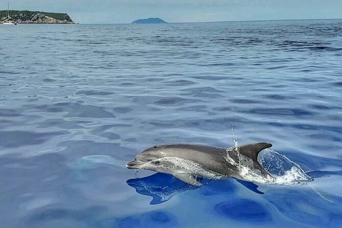 Private 4 islands tour (Golden Horn, Hvar, Pakleni islands, olta) - Pakleni Islands’ Emerald Waters and Sunbathing