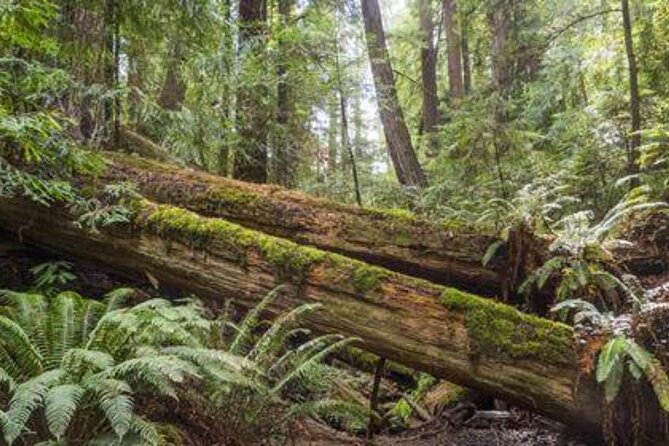 Private 5 day California Vineyards, Waves and Wine Tour - Day 5: Relaxation and Wine in Sonoma