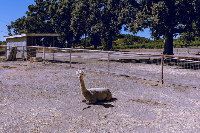 Private 5-Hour Transportation from Paso Robles or Atascadero - Visiting Top Wineries like DAOU and Tobin James