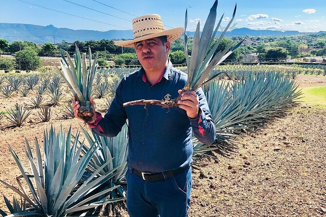 Private Adventure to Casa Sauza Distillery and Visit to Tequila - The Experience of a Lively Tequila Sing-Along