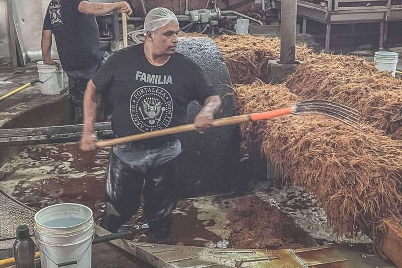 Private Adventure to Tequila and la Fortaleza Distillery - Discover the Private Adventure to Tequila and la Fortaleza Distillery