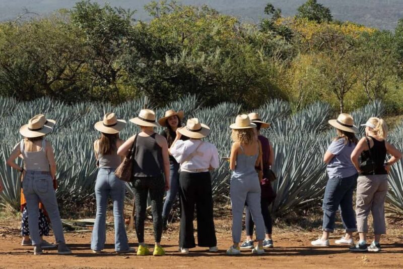 Private Adventure to Tequila and Tequila El Tequileño - Comfortable & Private Transportation with Air Conditioning