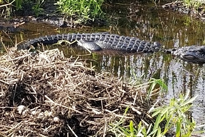 Private Airboat Tours Near West Palm Beach - Intimacy and Personalization of the Private Tour Format