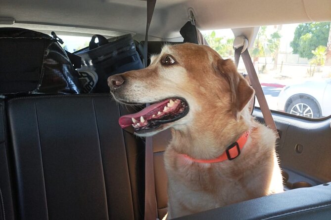 Private Airport Transportation in Cabo San Lucas - Exclusive Focus on Los Cabos with Future Expansions