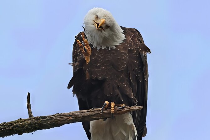 Private Alaska Native Wildlife & Scenic Experience.. - Scenic Views and Natural Beauty of Ketchikan
