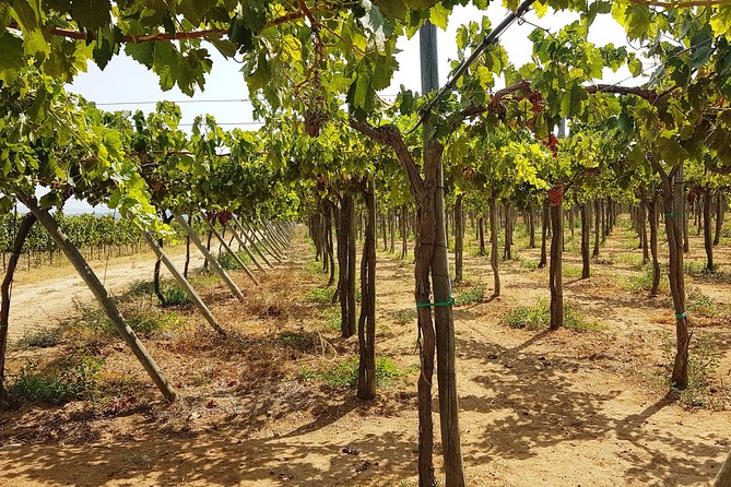 Private Algarve Wines Route - Key Points