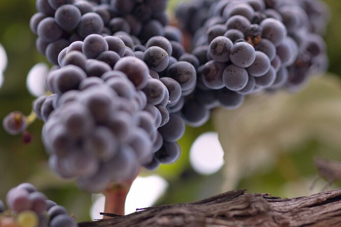 Private All-Inclusive 3-Winery SYV Tour from Santa Barbara - Logistics and Pacing of the Tour