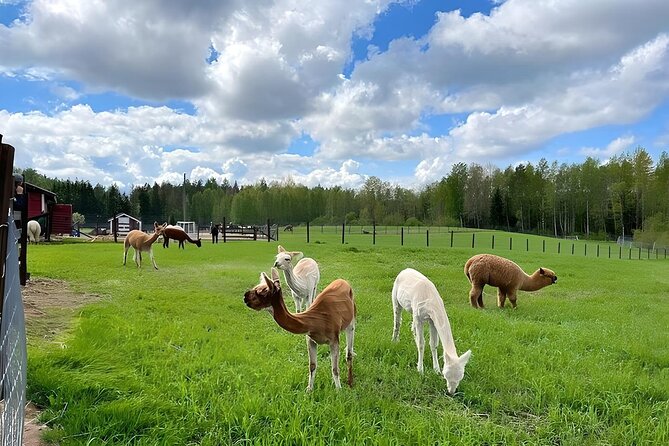 PRIVATE Alpaca Guided Forest Walk + Feeding Helsinki - The Experience Provider and Booking Details