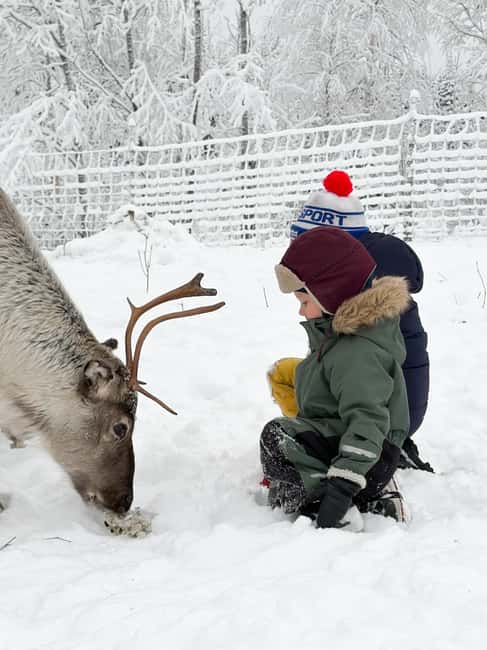 Private and authentic reindeer experience in homefarm - Key Points