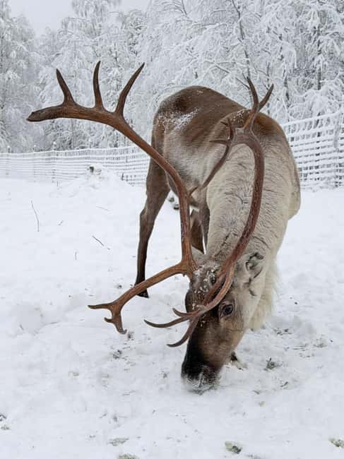 Private and authentic reindeer experience in homefarm - Hand-Feeding Reindeer with Forest-Harvested Lichen
