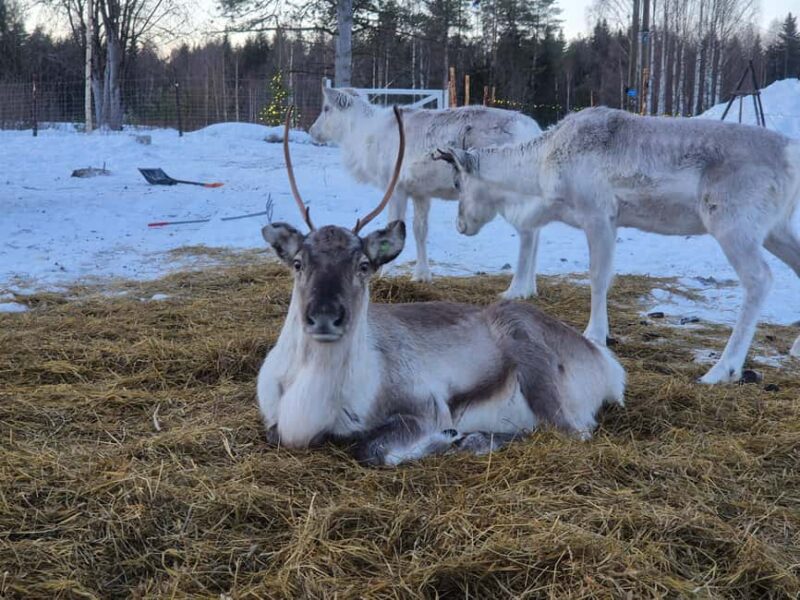 Private and authentic reindeer experience in homefarm - The Sublime Silence and Winter Landscape of Lapland