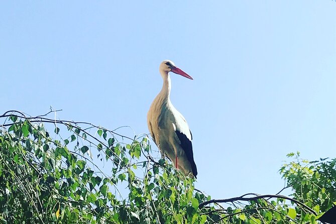 Private and customizable: Alsace Wine Route HIGHLIGHTS in 3 hours - Flexibility and Customization Options