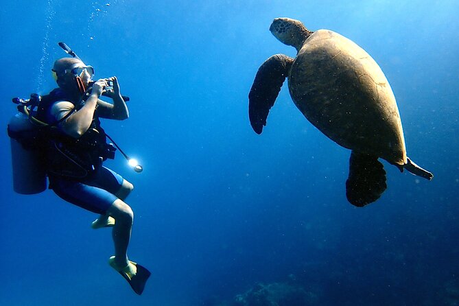 Private and Personalized Scuba Diving Adventures for All Experience Levels - Flexible Meeting Points and Operating Hours