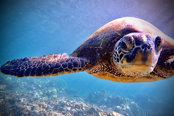 Private and Personalized Scuba Diving Adventures for All Experience Levels - Safety and Medical Considerations