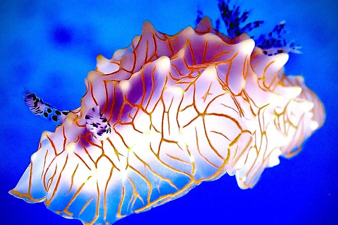 Private and Personalized Scuba Diving Adventures for All Experience Levels - The Expertise of the Guides: Michelle and Others