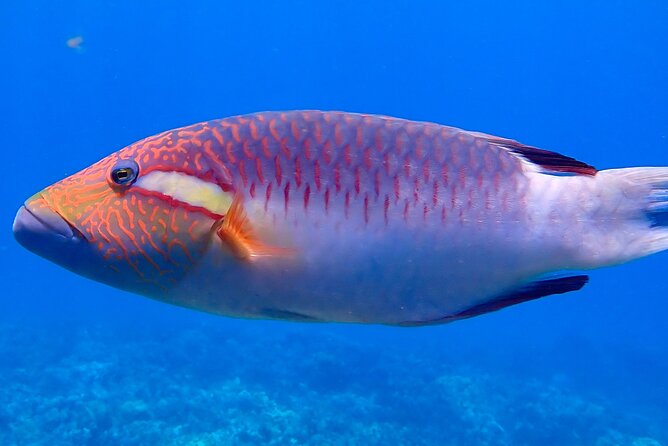 Private and Personalized Scuba Diving Adventures for All Experience Levels - The Benefits of a Private and Personalized Tour