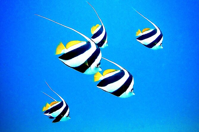 Private and Personalized Scuba Diving Adventures for All Experience Levels - Why This Tour Stands Out Among Maui Water Activities