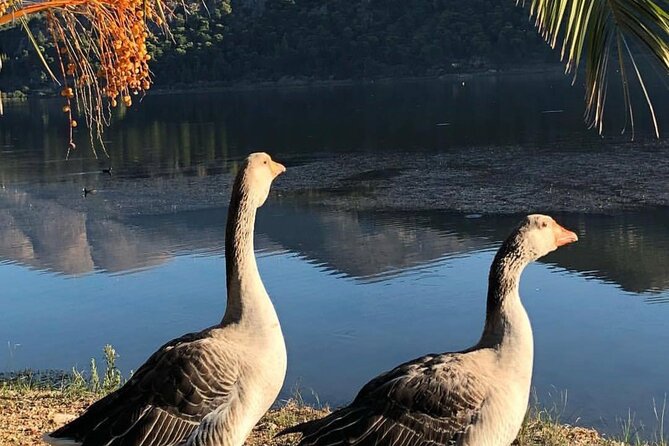 Private Argostoli Walking Experience - The Viewpoints and Scenic Highlights Along the Coastal Road