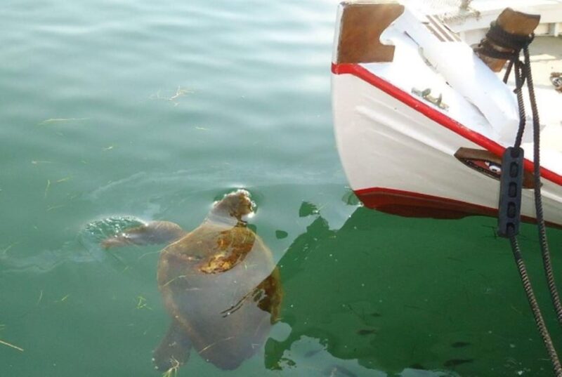 Private Argostoli Walking Experience - Walking Along the Coastal Road to Spot Sea Turtles and Fishing Boats