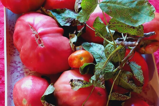 Private Authentic Family Home Local Lunch from Farm From Split - Physical Requirements and Accessibility
