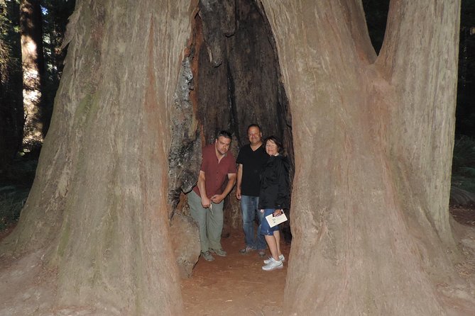 Private Avenue of the Giants Redwoods Day Trip from San Francisco - Marveling at the Chandelier Tree