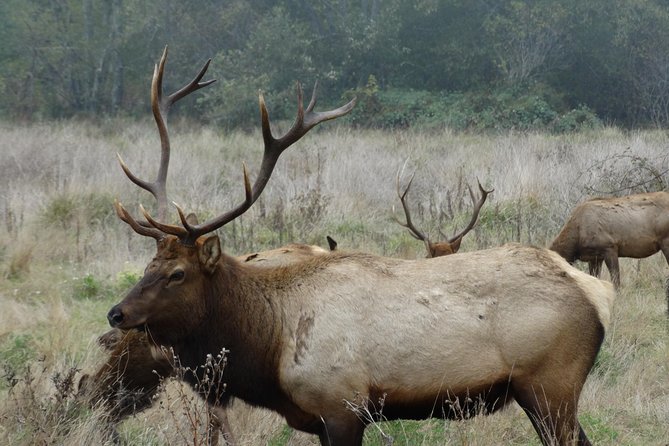 Private Avenue of the Giants Redwoods Day Trip from San Francisco - What Reviews Highlight About This Tour