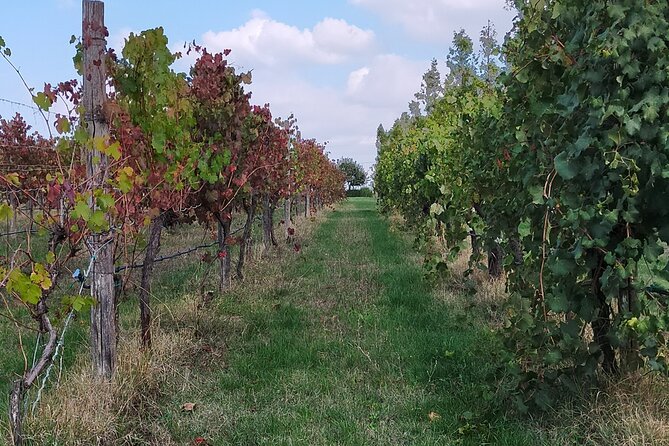 Private Balsamic vinegar & Parmigiano Reggiano factory visits - Food, Drink, and Cultural Insights Included