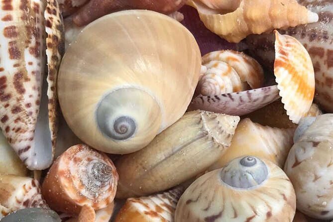 Private Barrier Island Shelling Tour - The Equipment and Amenities You Receive