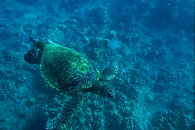 Private Beginner Paddleboard Lesson with Snorkel in Turtle Town - The Role of the Guides and Photographers