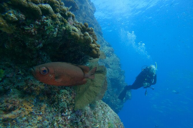 Private Beginner Scuba Diving Experience in Cabo San Lucas - What’s Included in the Price