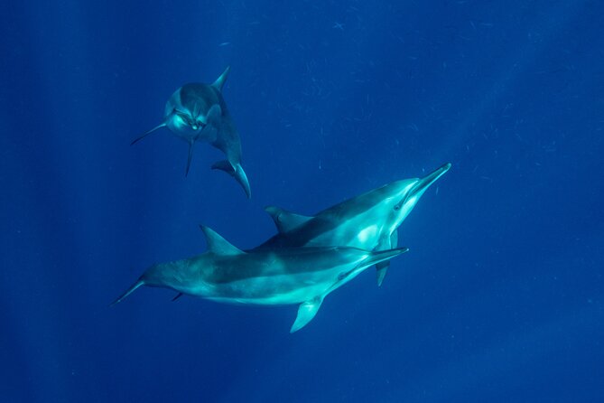 Private Big Island Snorkeling - Starting Point at Kawaihae Harbor