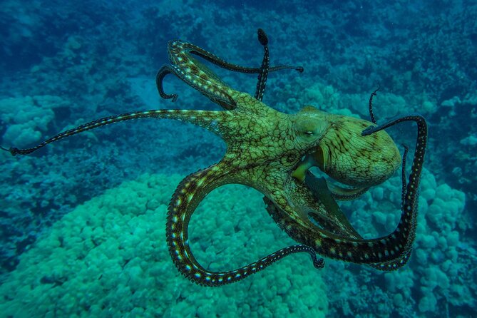 Private Big Island Snorkeling - What the Snorkeling Experience Includes