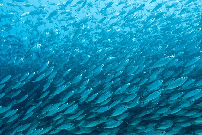 Private Big Island Snorkeling - Learning from the Captain About Marine Life and Local Legends