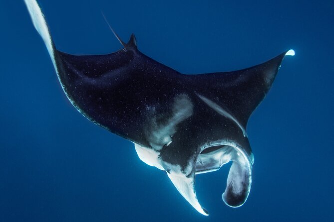 Private Big Island Snorkeling - Flexibility and Weather Considerations