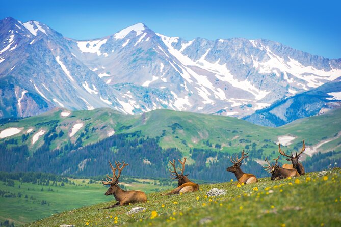 Private Birding Hike in Rocky Mountain National Park - Discover Rocky Mountain Birdlife on a Private Guided Hike from Denver