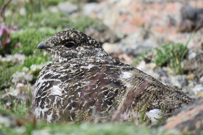 Private Birding Hike in Rocky Mountain National Park - Physical Requirements and Accessibility