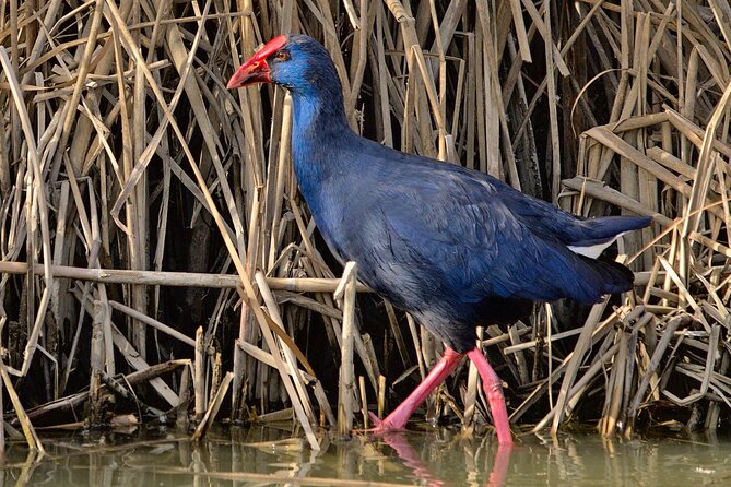 Private Birding & Photography Day Trip to Doñana - Unmatched Bird Species Sightings and Photography Opportunities