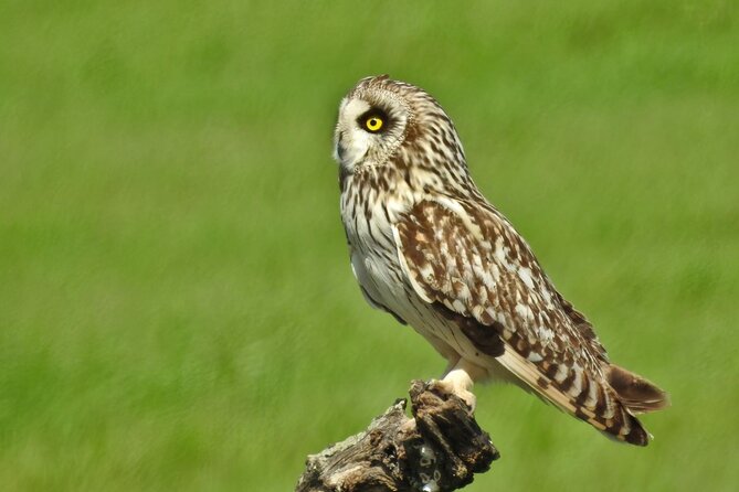 Private Birding & Photography Day Trip to Doñana - Practical Details: Pick-up, Timing, and Group Size