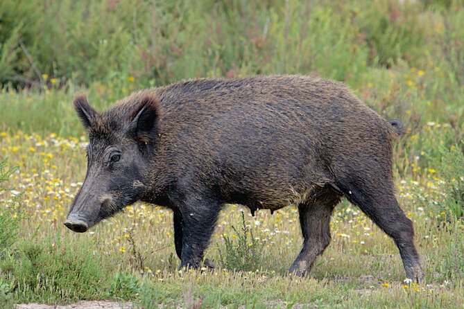 Private Birding & Photography Day Trip to Doñana - Doñana Birding & Photography: An Ideal Nature Escape from Seville
