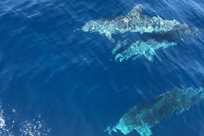 Private Blue Cave and Hvar - 5 Islands Tour - Visiting the Bisevo Blue Cave