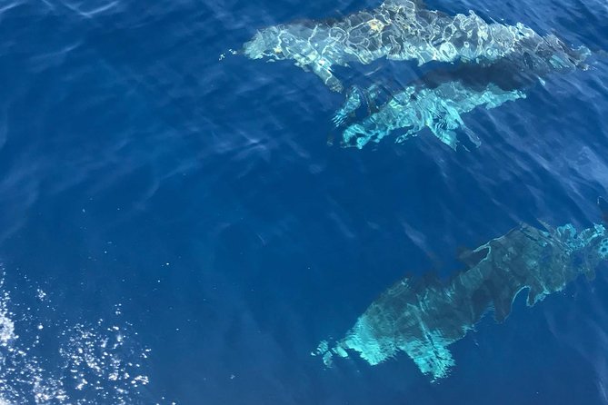 Private Blue Lagoon and 3 islands Tour from Trogir and Split - Included Comforts and Practical Details