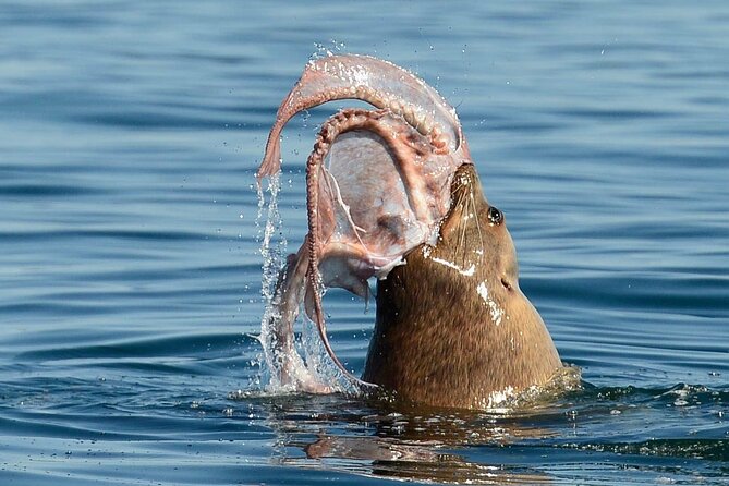 Private Boat Charter Explore Southern Gulf Islands Tour - Wildlife Sightings and Scenic Coastal Views
