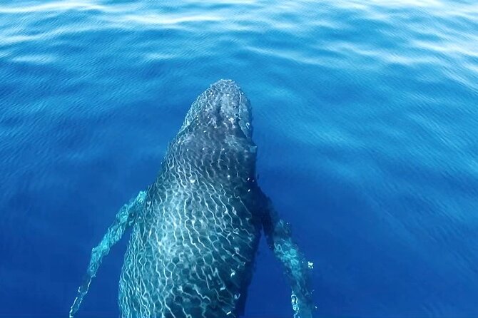 Private Boat Charter North Shore Oahu - Activities: Snorkeling, Wildlife, and Sunset Views