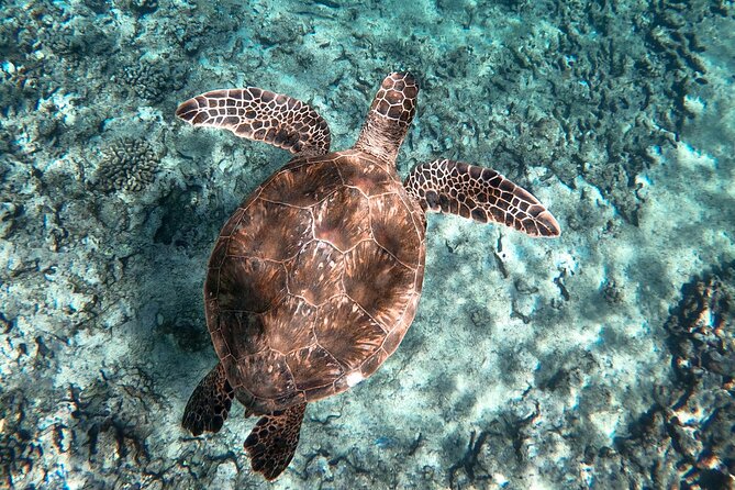 Private Boat Cruise of Waikiki! Snorkel, Sightseeing, Sea Life! - Who Will Appreciate This Private Cruise?