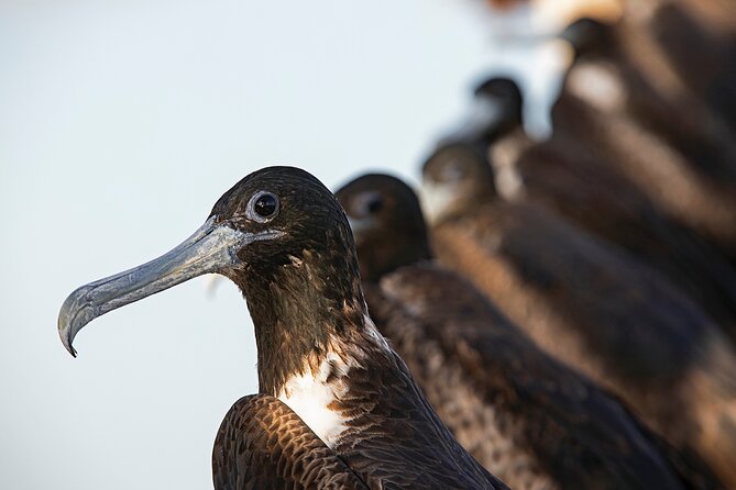 Private Boat to visit Holbox surroundings (3-Island Tour) - Refreshing Swim at Yalahau Spring