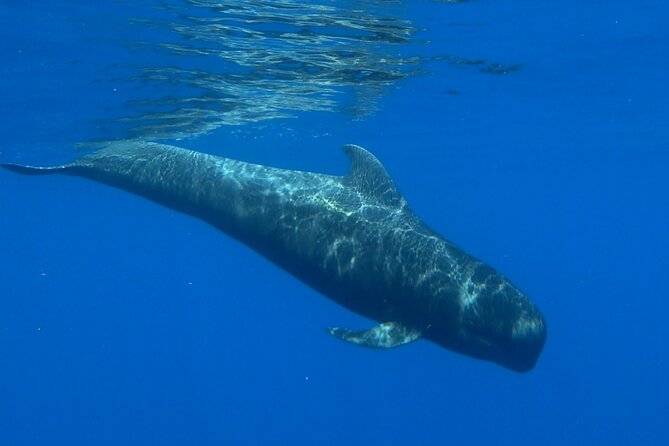 Private boat tour - Wildlife Spotting: Whales and Dolphins in Their Natural Habitat