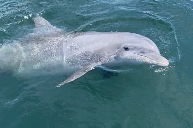Private Boat Tour Dolphins Sunsets Shell Island and Snorkeling - The Boat and Equipment: Clean, Spacious, and Well-Equipped