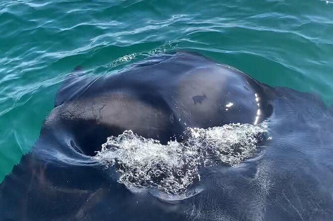 Private Boat Tour Dolphins Sunsets Shell Island and Snorkeling - Booking, Cancellation, and Weather Policies